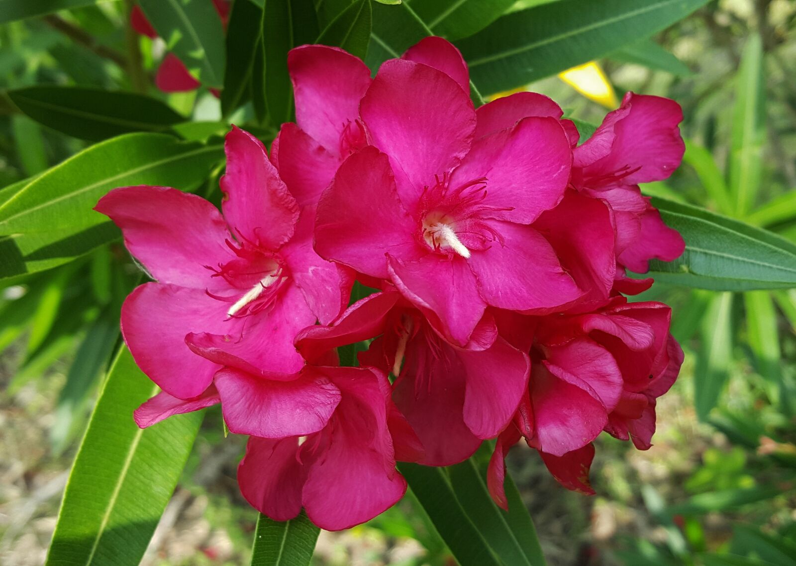 Samsung Galaxy Note5 sample photo. Flowers, oleander, petals photography