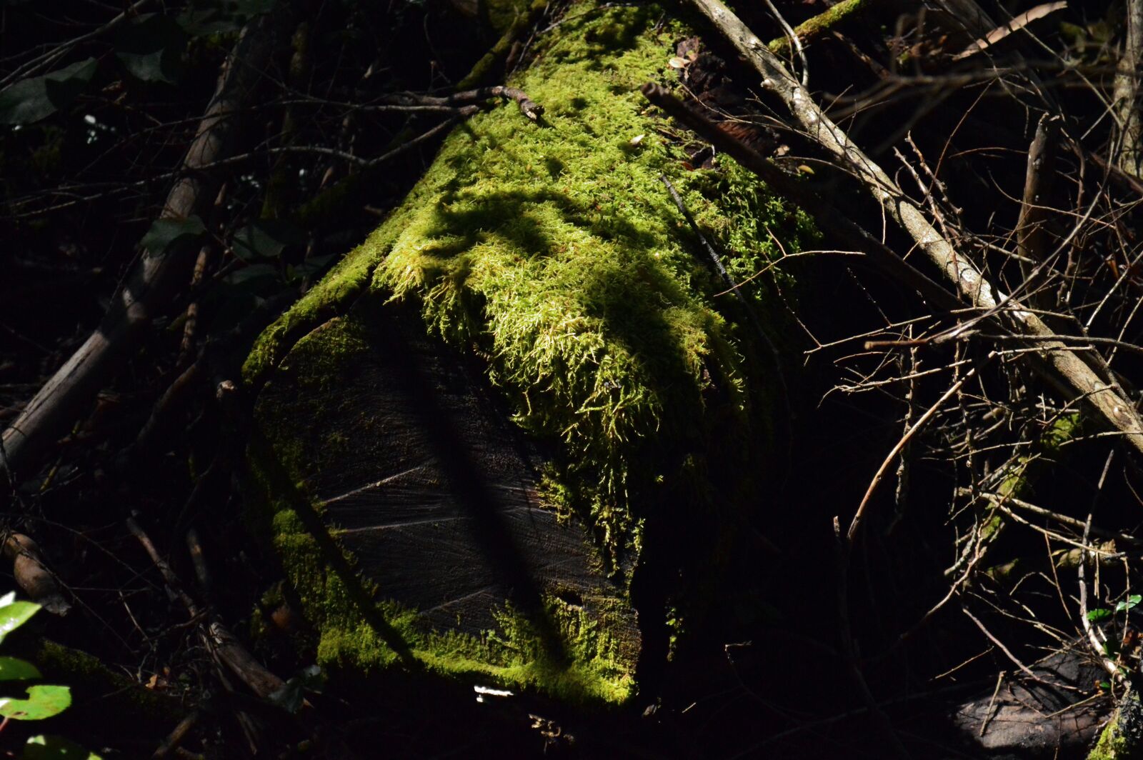 Nikon D3200 sample photo. "Light, sun, forest" photography
