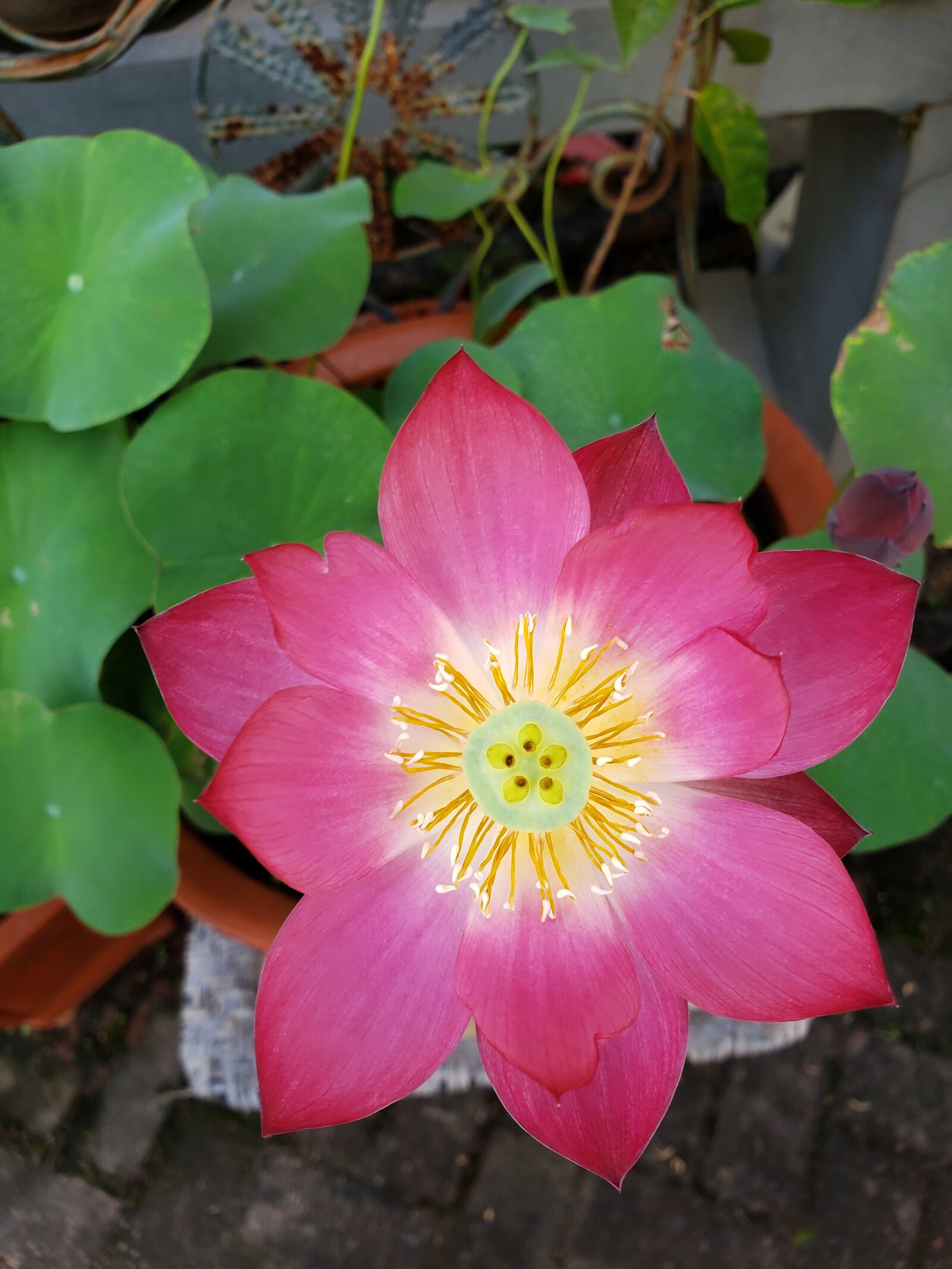 Samsung Galaxy Note9 sample photo. Flower, creation, nature photography