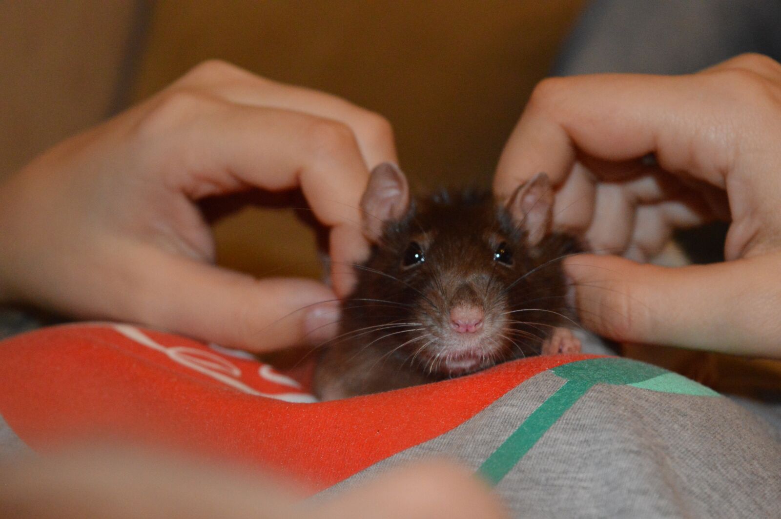 Nikon D3200 sample photo. Rat, pet, on hands photography
