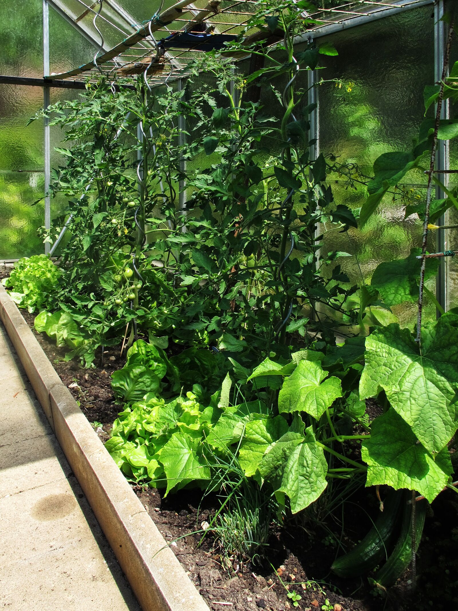 Canon PowerShot G12 sample photo. Greenhouse, salad, tomatoes photography