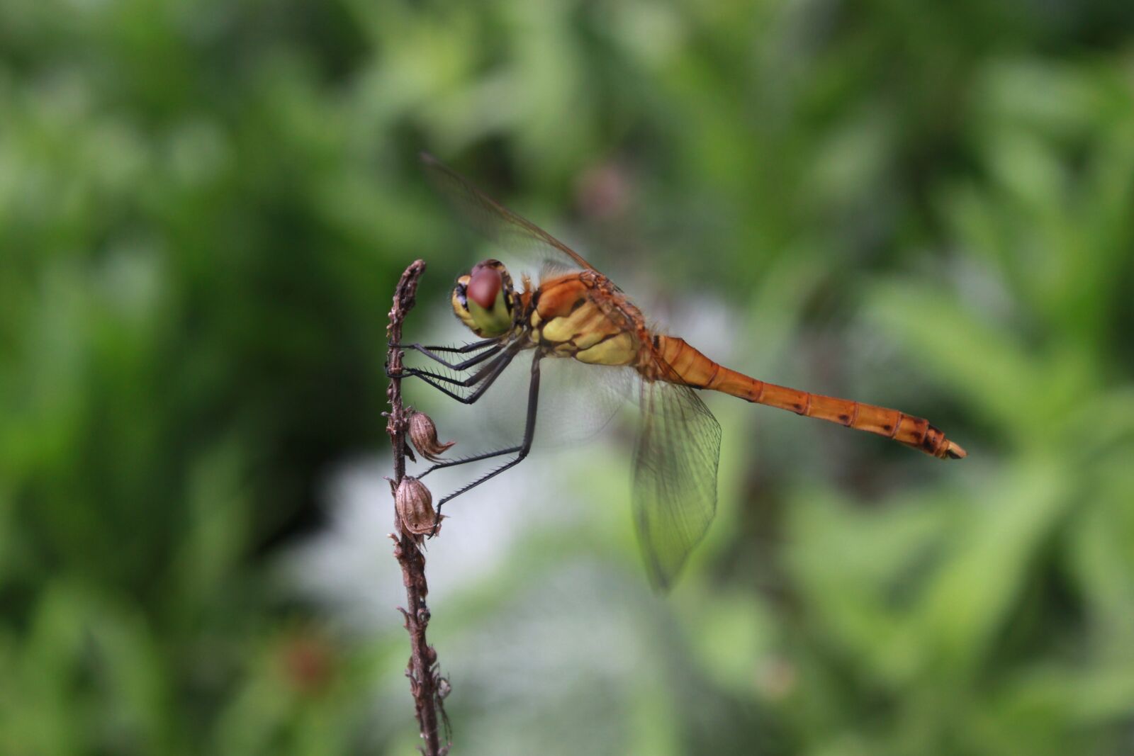 Canon EOS 500D (EOS Rebel T1i / EOS Kiss X3) sample photo. Dragonfly, insects, nature photography