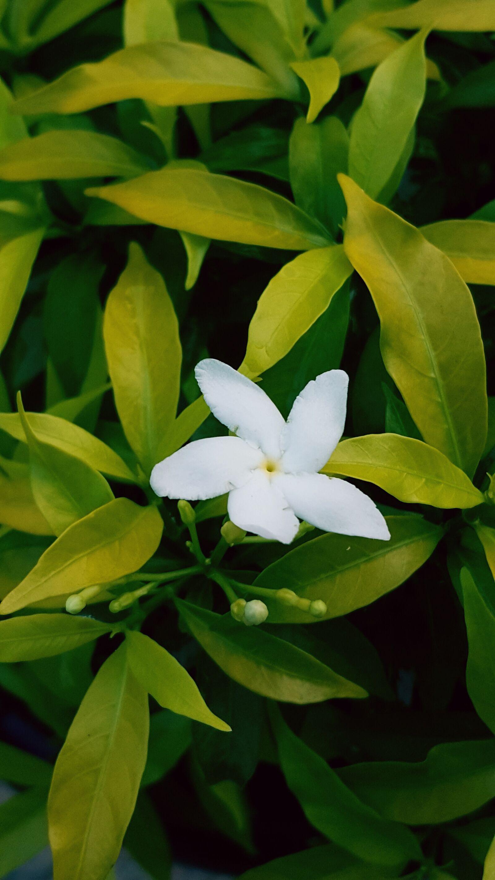 Samsung Galaxy Note5 sample photo. Jasmin, indonesian, flowers photography