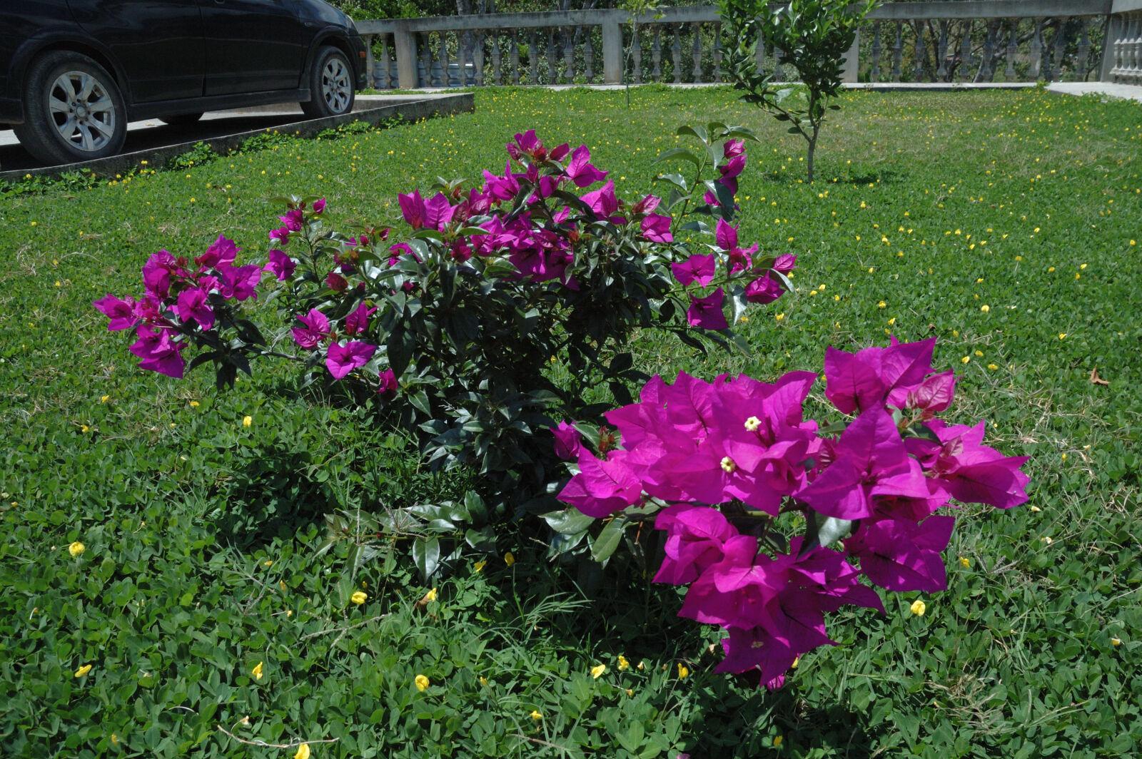 Nikon D70 sample photo. Bougainvillea, bugambilla, flowers, napoleon photography