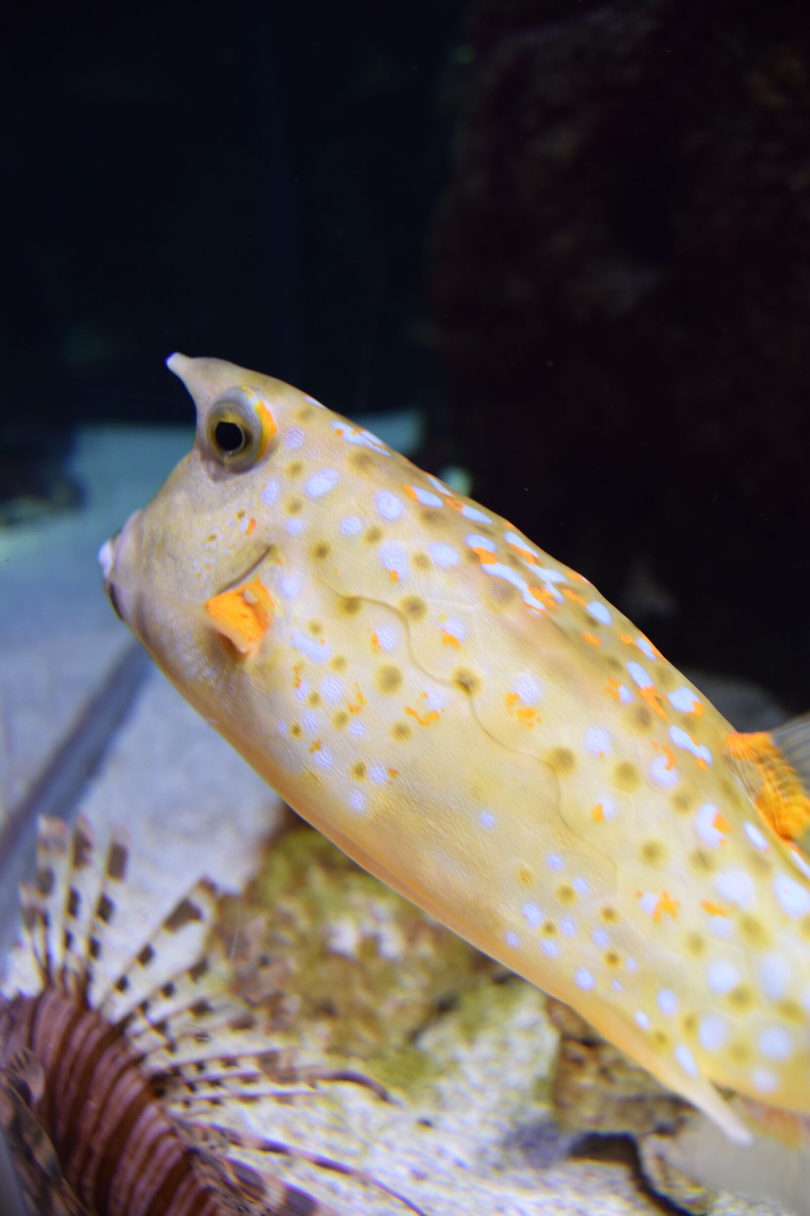 Nikon D3300 sample photo. Fish cow, fish tank photography