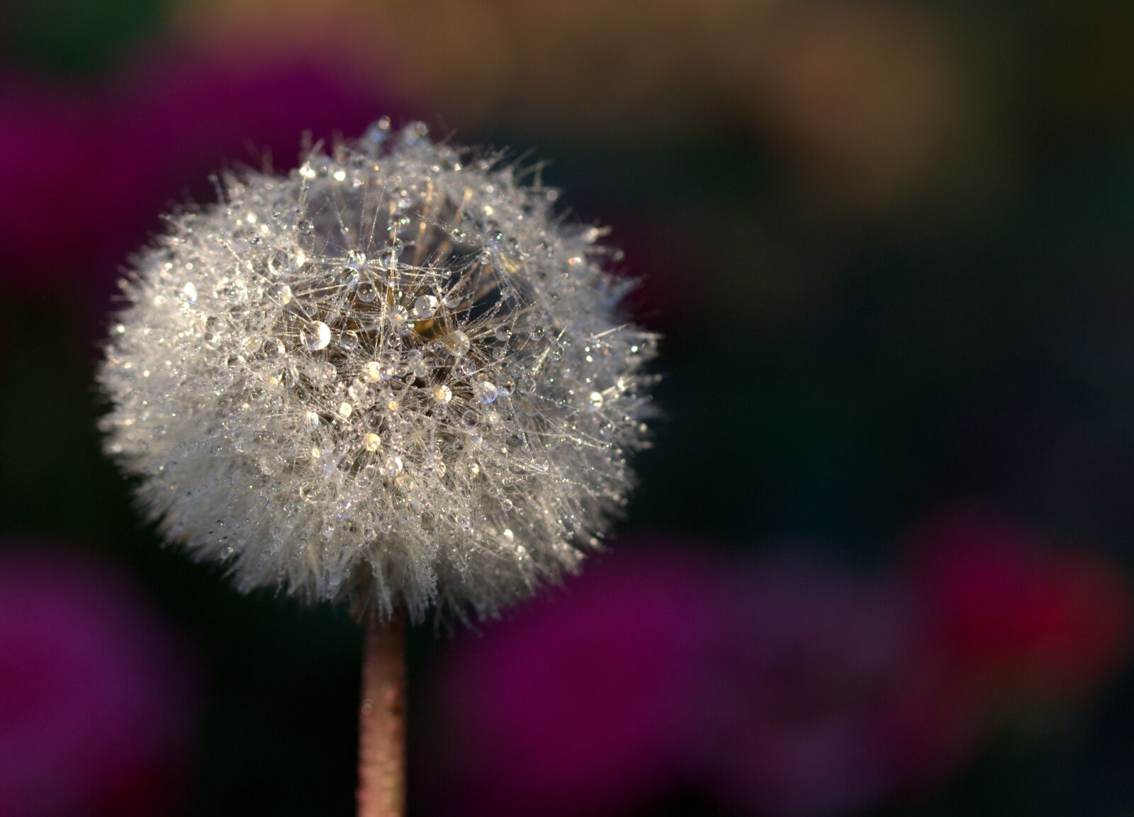 Canon EF-S 60mm F2.8 Macro USM sample photo. Dandelion, drops, plant photography