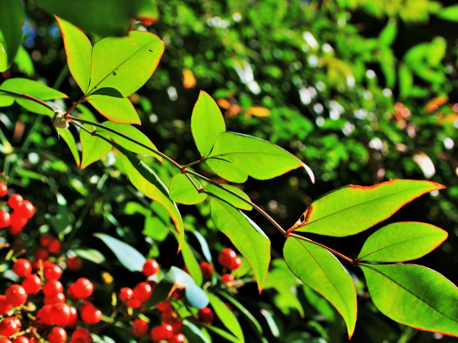 Canon EOS 400D (EOS Digital Rebel XTi / EOS Kiss Digital X) sample photo. Translucent leaves, leaves, green photography
