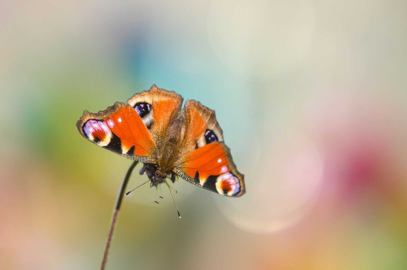 Sony SLT-A55 (SLT-A55V) sample photo. Peacock butterfly, butterfly, edelfalter photography