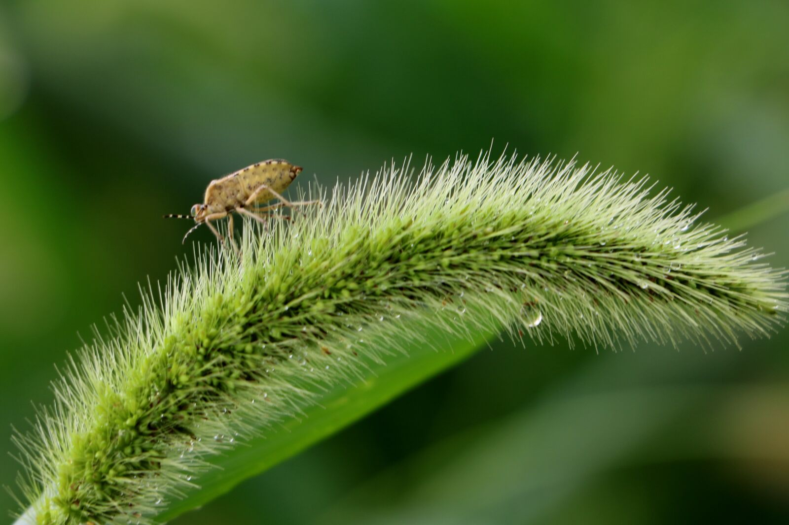 Canon EOS 750D (EOS Rebel T6i / EOS Kiss X8i) sample photo. China, pet, beetle photography