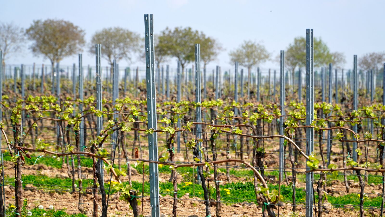 Sony E PZ 18-105mm F4 G OSS sample photo. Vineyard, vines, winegrowing photography