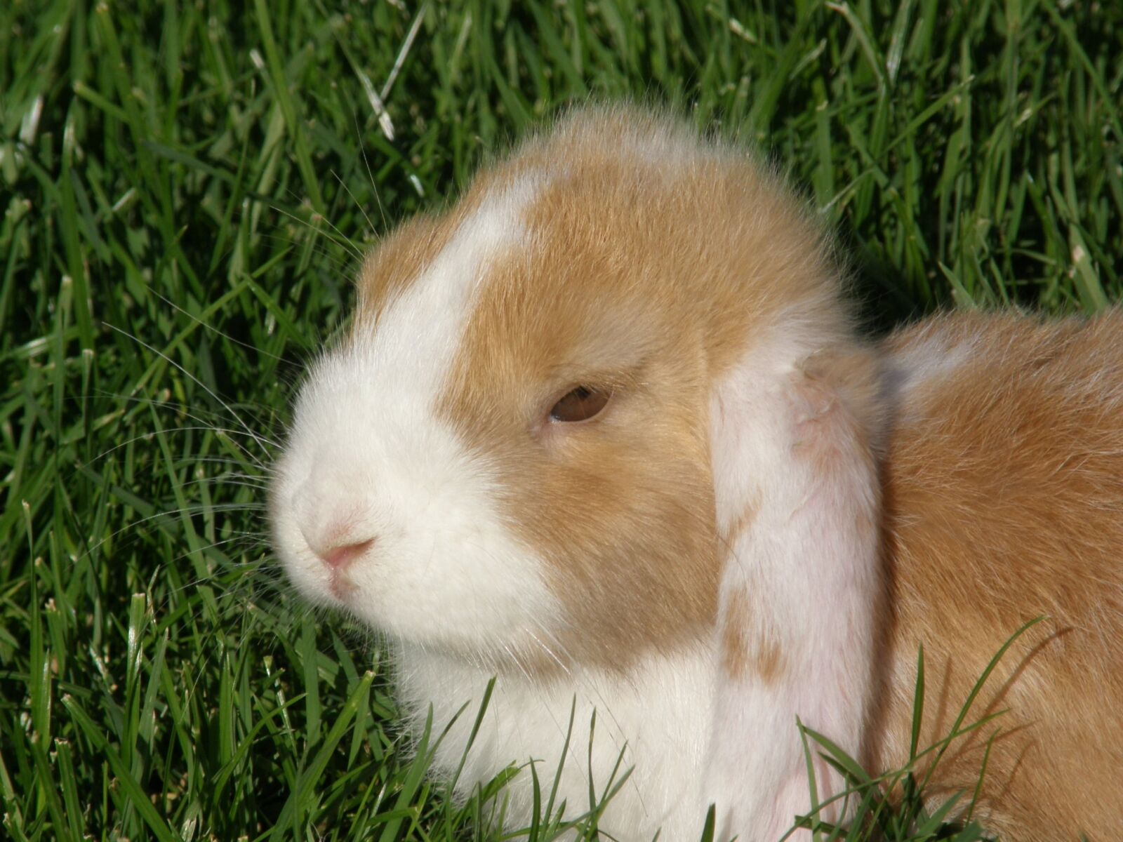 Olympus SP550UZ sample photo. Rabbit, floppy ear, portrait photography