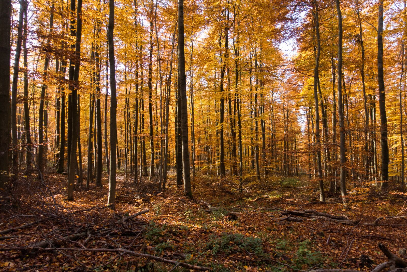 Sony Cyber-shot DSC-RX100 III sample photo. Autumn, forest, leaves photography