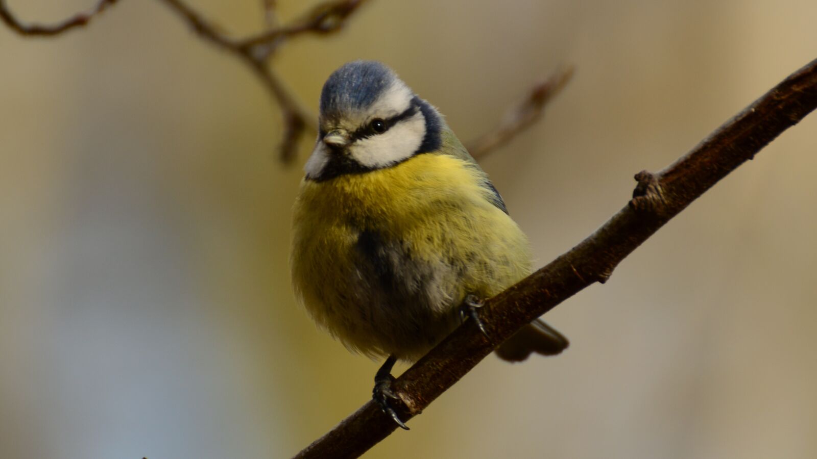 Nikon D3200 sample photo. Chickadee, tit, bird photography