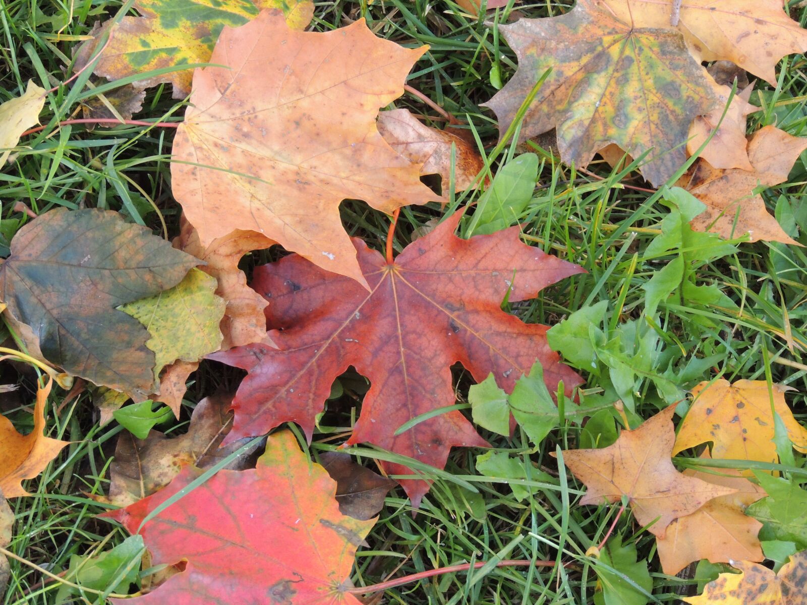 Nikon Coolpix P510 sample photo. Autumn, nature, autumn gold photography
