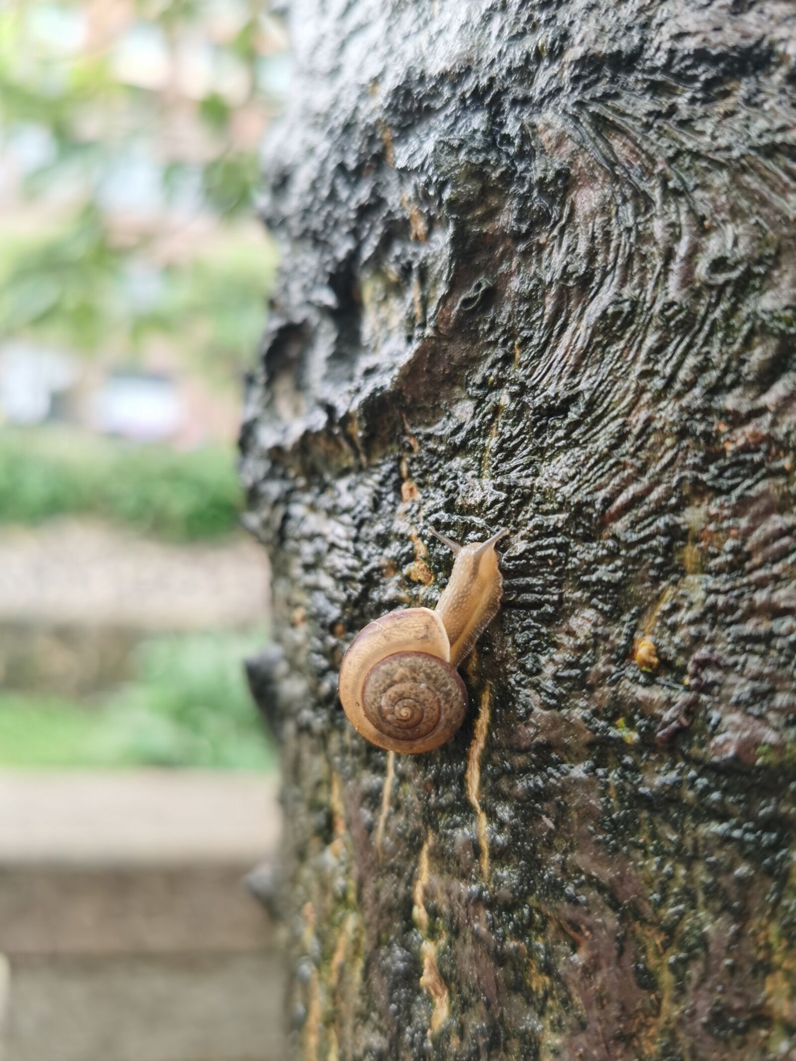 HUAWEI LIO-AN00 sample photo. Snail, tree, slow photography