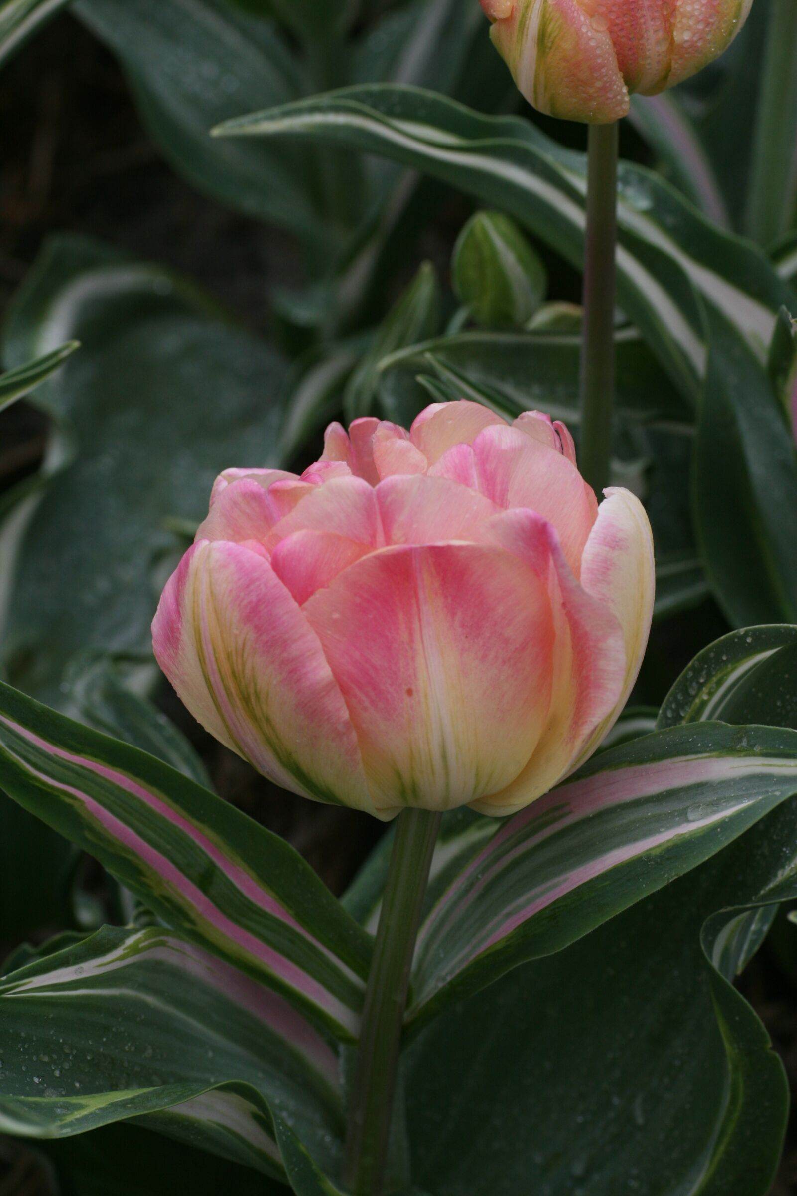 Canon EOS 400D (EOS Digital Rebel XTi / EOS Kiss Digital X) sample photo. Tulip, double, pink photography