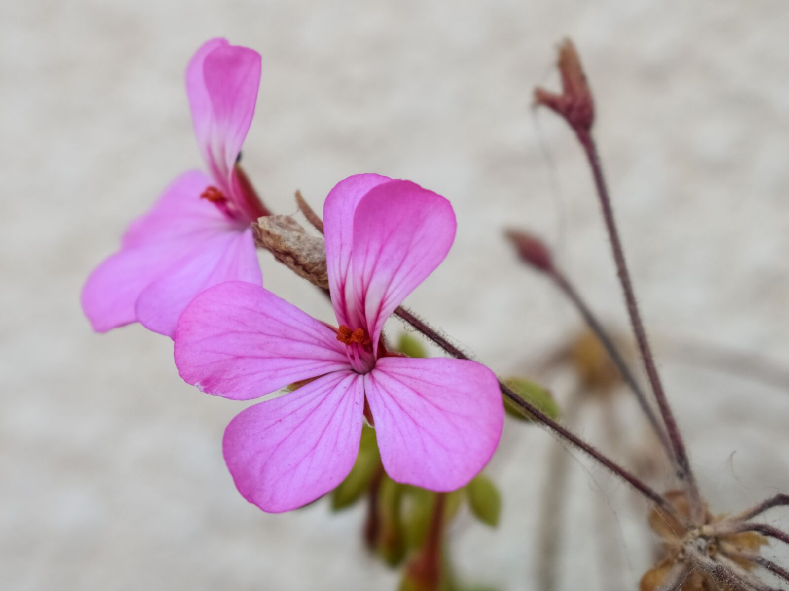 Nikon D3300 sample photo. Flower, pink, nature photography