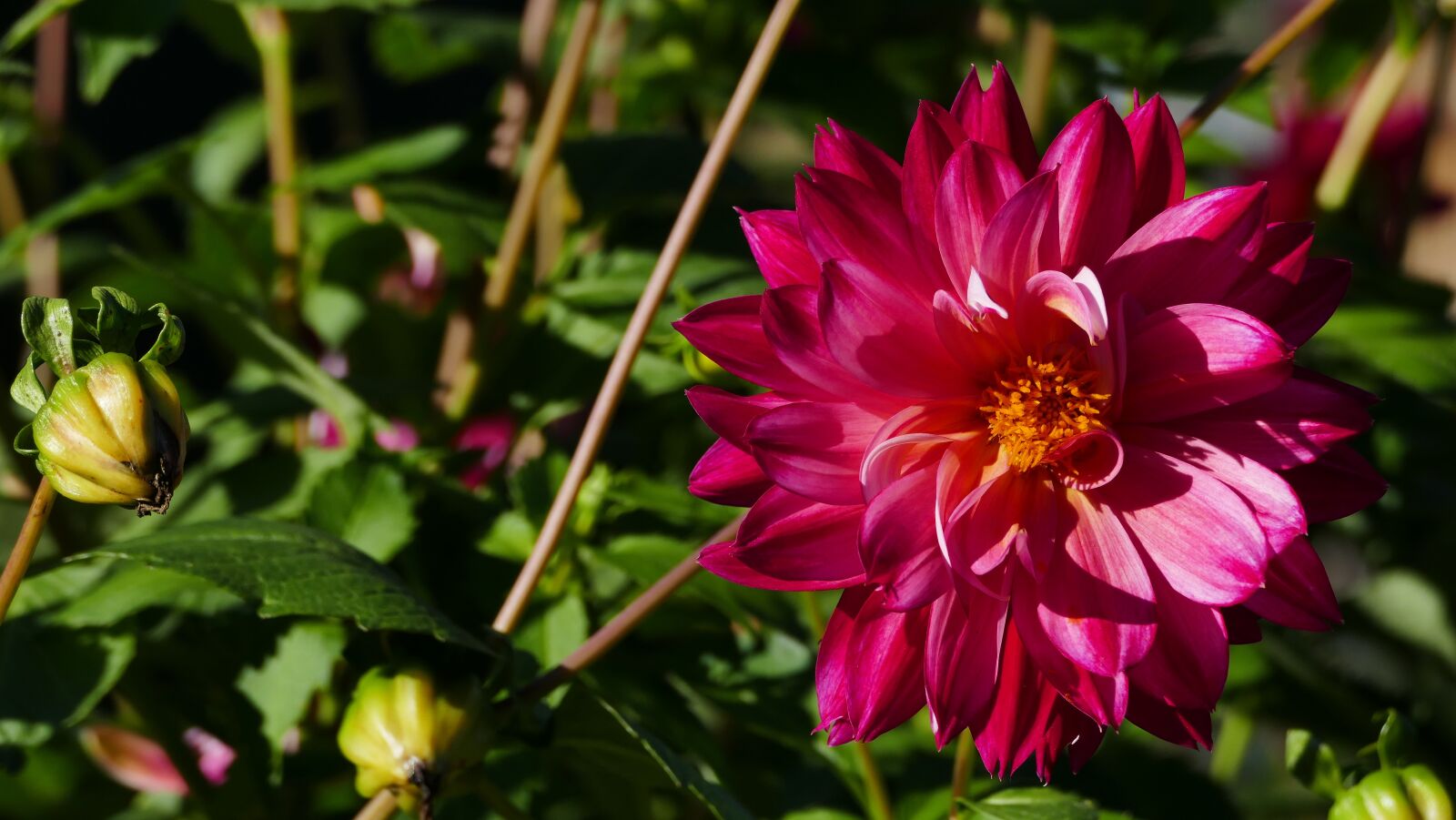 Panasonic Lumix DMC-FZ1000 sample photo. Flower, red, blossom photography
