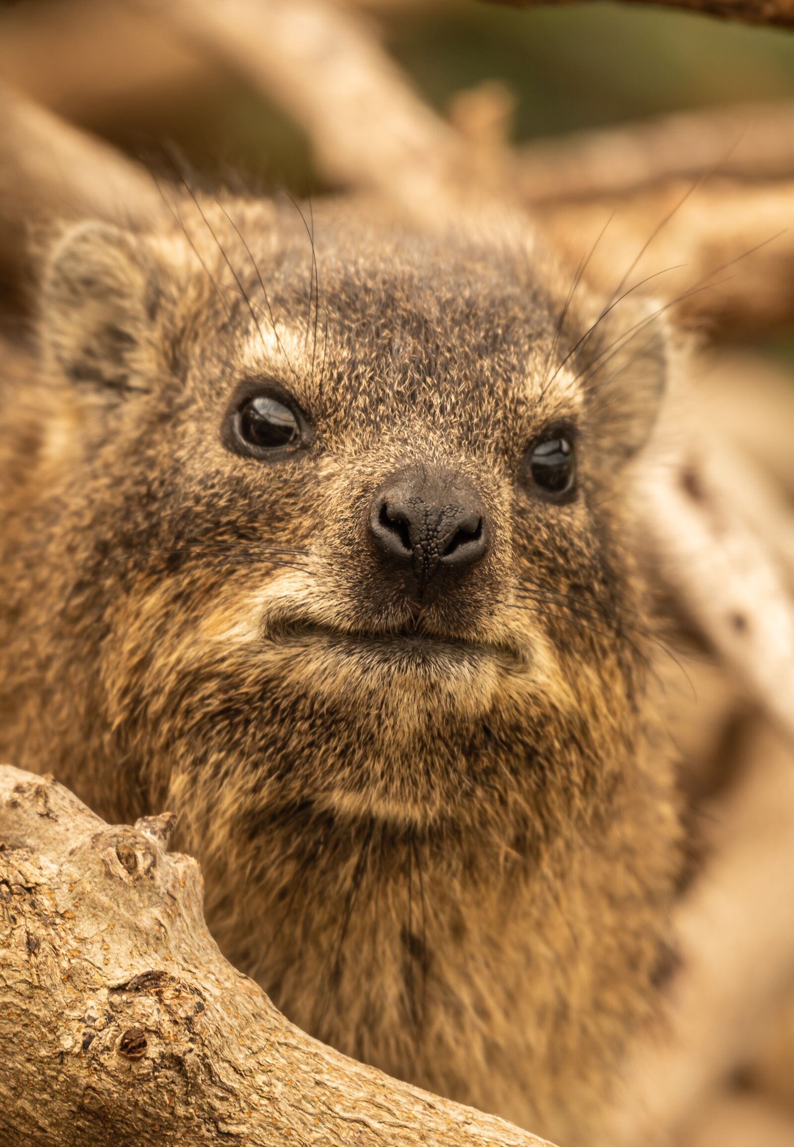 Nikon D750 sample photo. Hyrax, portrait, animal photography