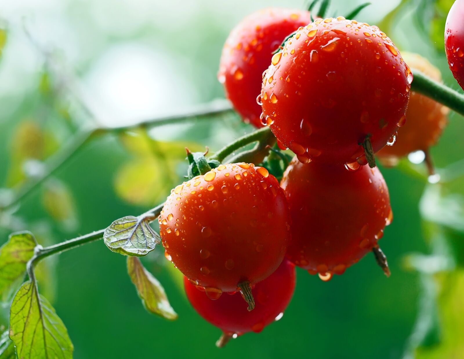 Olympus OM-D E-M5 sample photo. Tomatoes, bio, rain photography