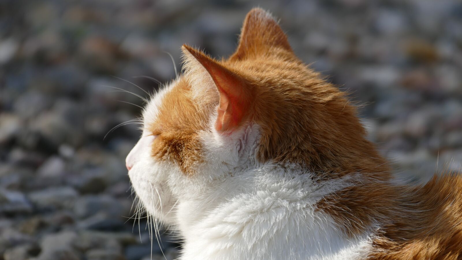 Leica V-Lux (Typ 114) sample photo. Cat, sun, light photography