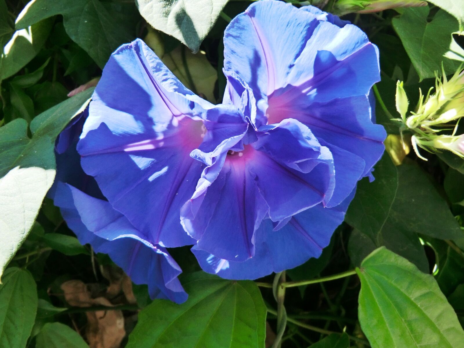 CASIO EX-H20G sample photo. Flower, blue, mediterranean photography