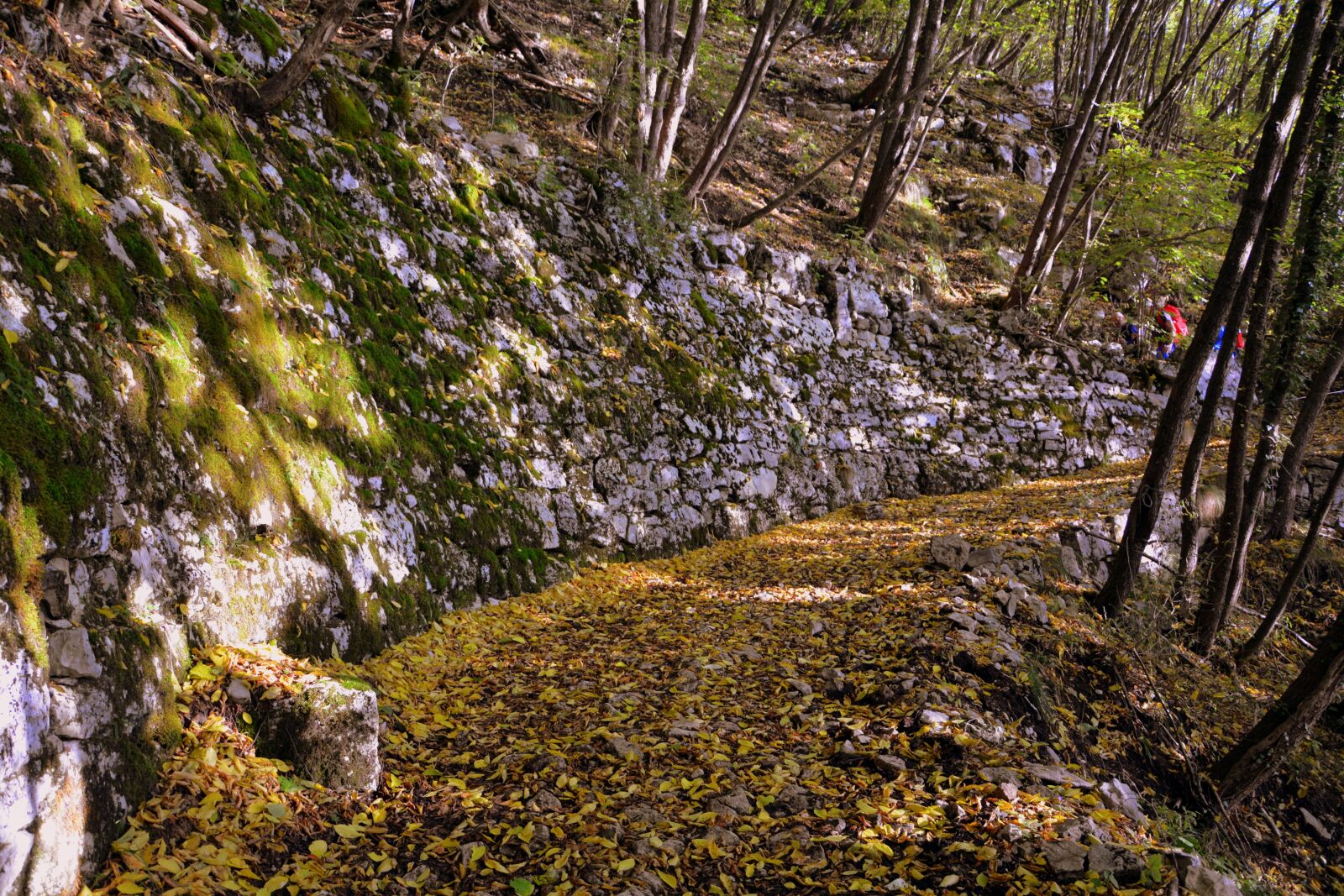 Nikon D7100 sample photo. Excursion, forest, autumn photography
