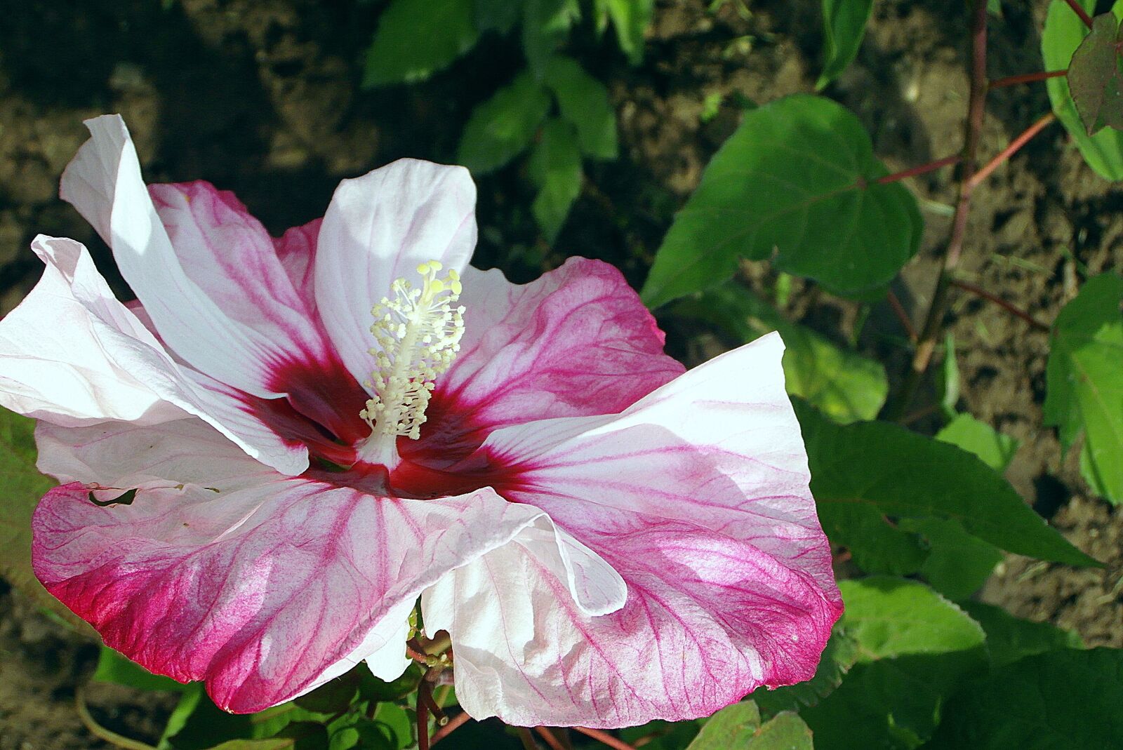 Samsung WB750 sample photo. Hibiscus, flower, colored photography