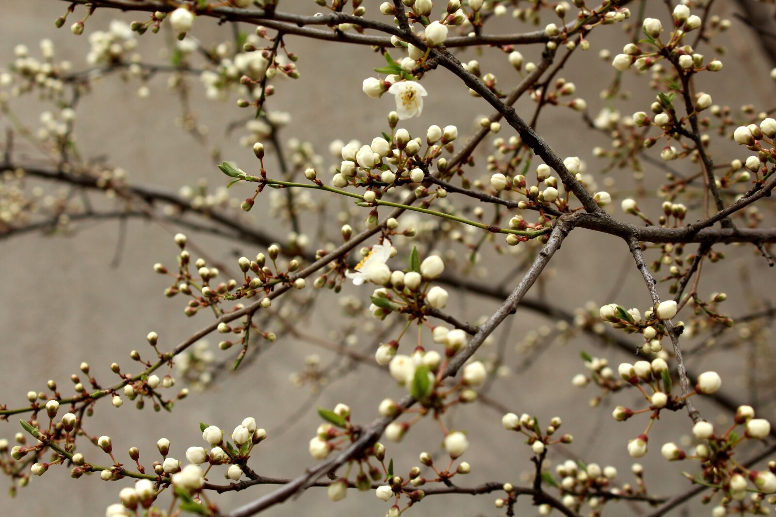 Canon EOS 1200D (EOS Rebel T5 / EOS Kiss X70 / EOS Hi) sample photo. Flowering tree, fruit trees photography