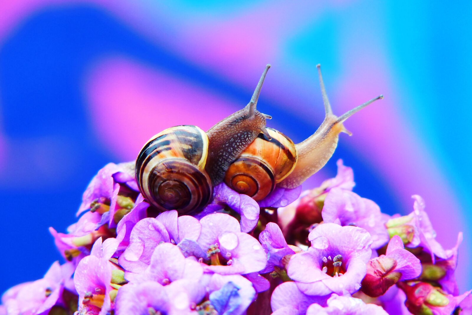 Panasonic Lumix DMC-FZ200 sample photo. Wst yki gajowe, molluscs photography