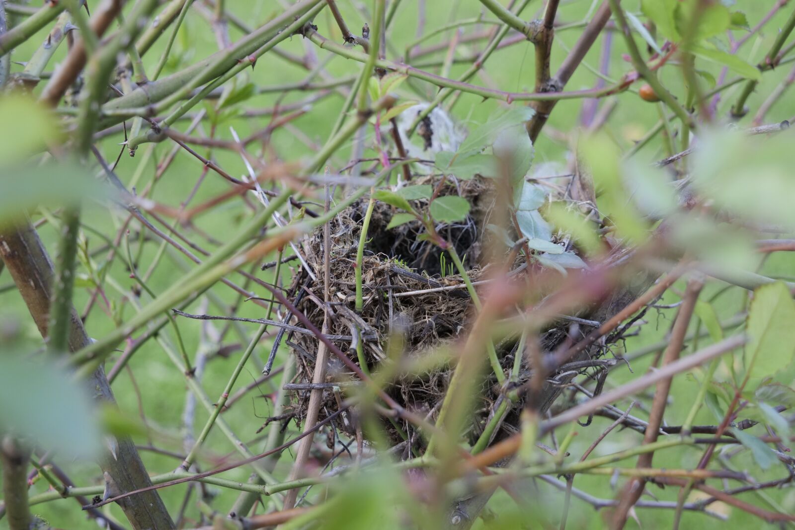 Panasonic Lumix DC-G9 sample photo. Bird's nest, nest, nature photography