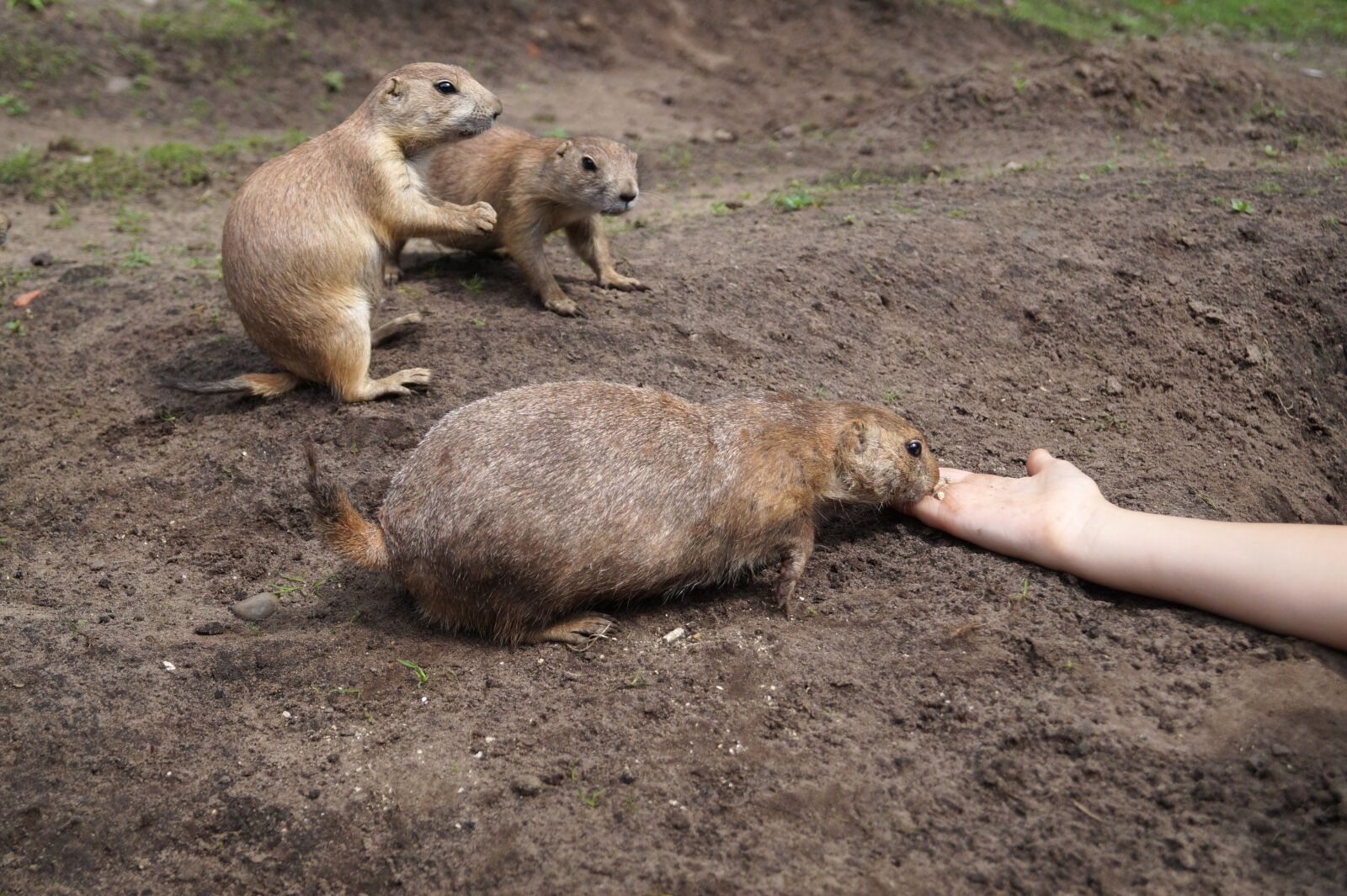 Sony SLT-A58 sample photo. Prairie dogs, rodents, animals photography