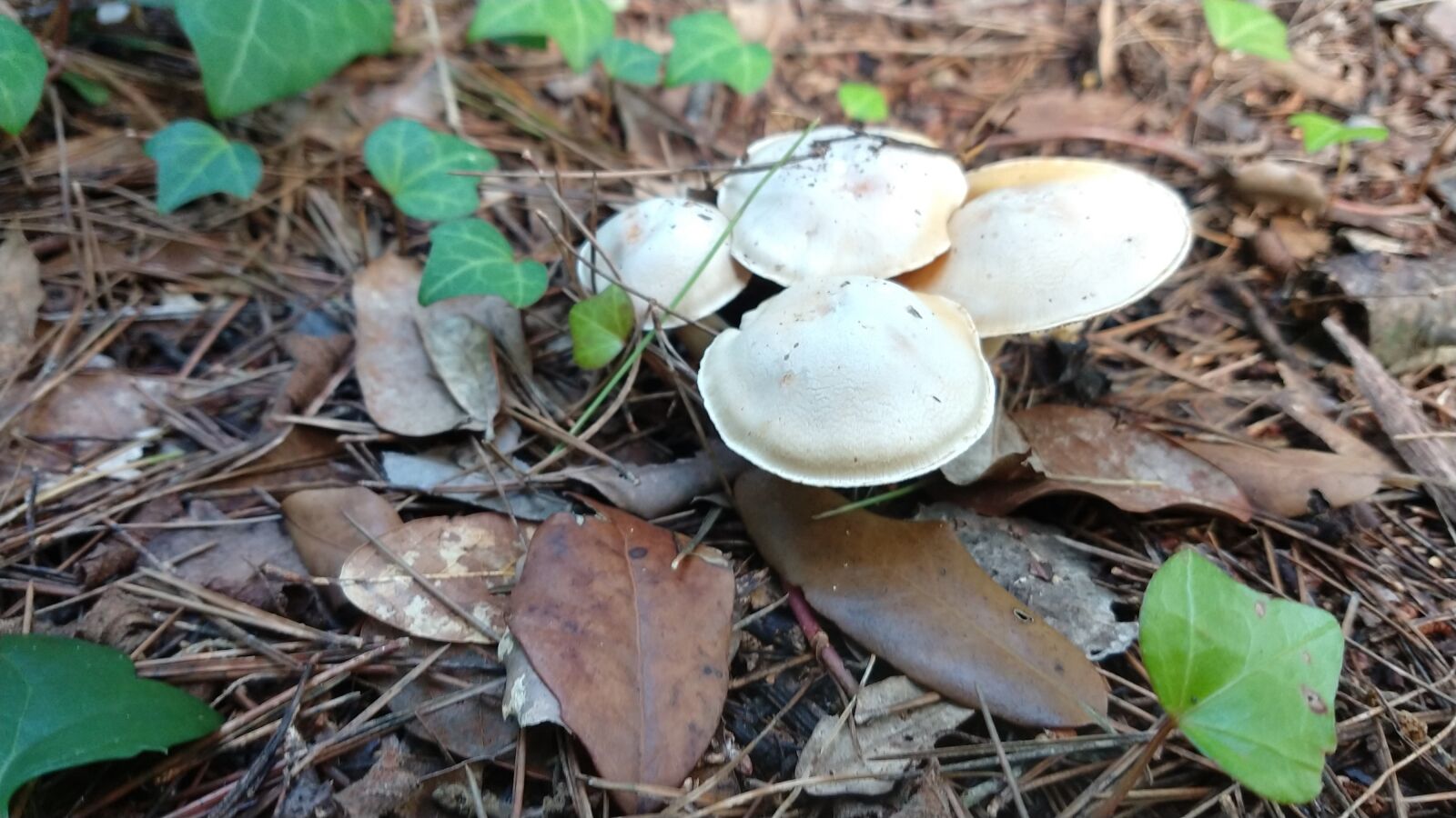 Motorola moto z4 sample photo. Mushrooms, forest, fungi photography