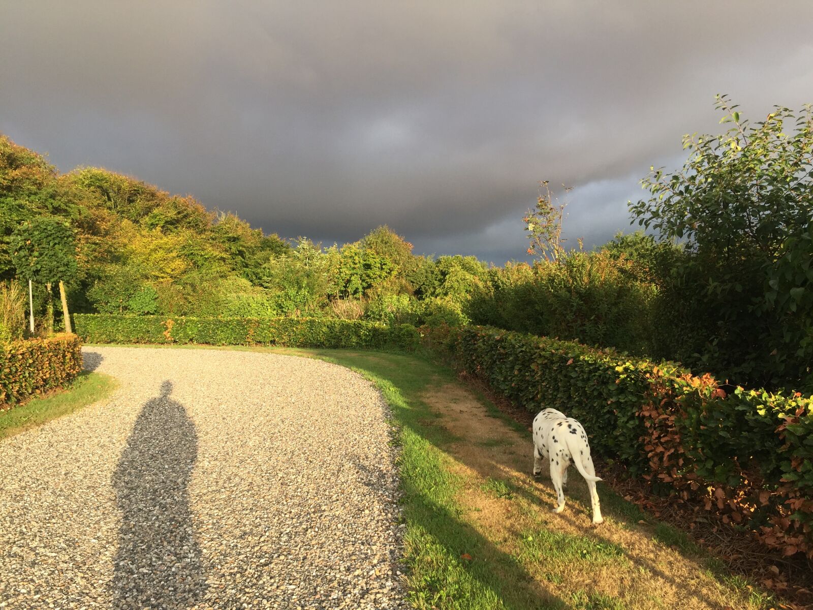 iPhone 6 back camera 4.15mm f/2.2 sample photo. Dog, morning, everyday photography