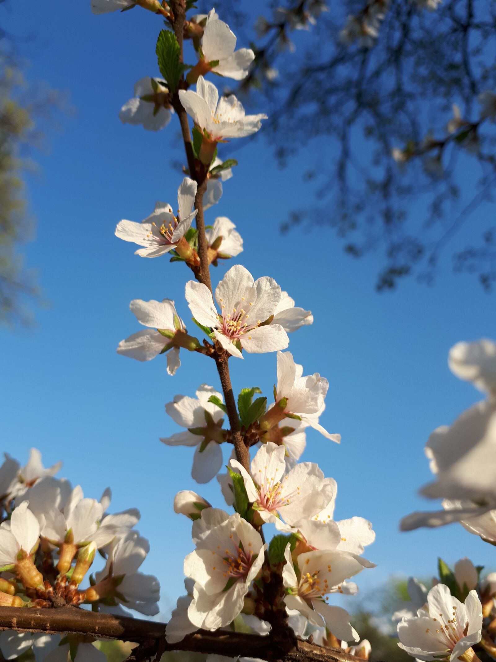 Samsung Galaxy A5(2017) sample photo. Spring, flower, bush photography
