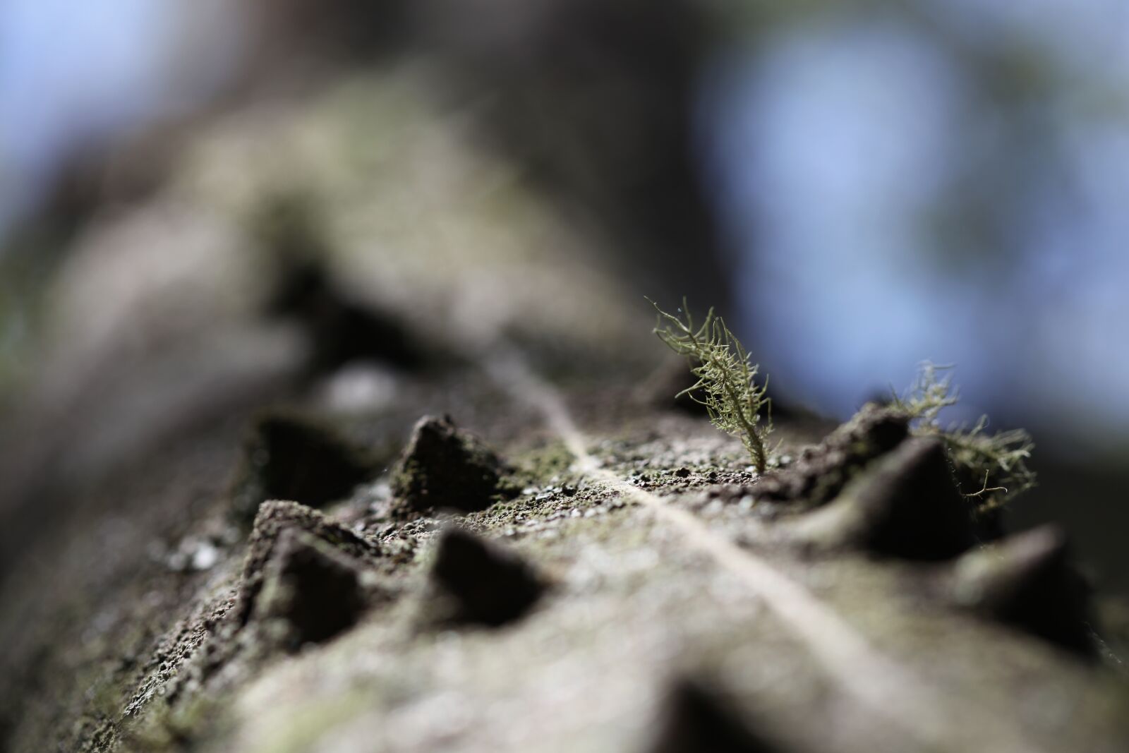 Canon EOS 5D Mark II sample photo. Nature, outdoors, animal photography