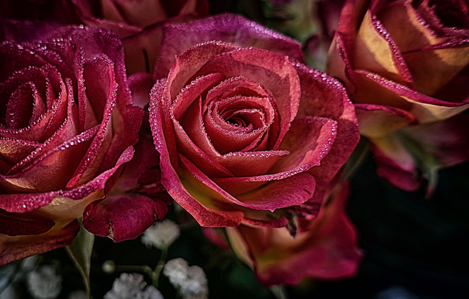 Sony DSC-RX100M5 sample photo. Roses, flowers, plant photography