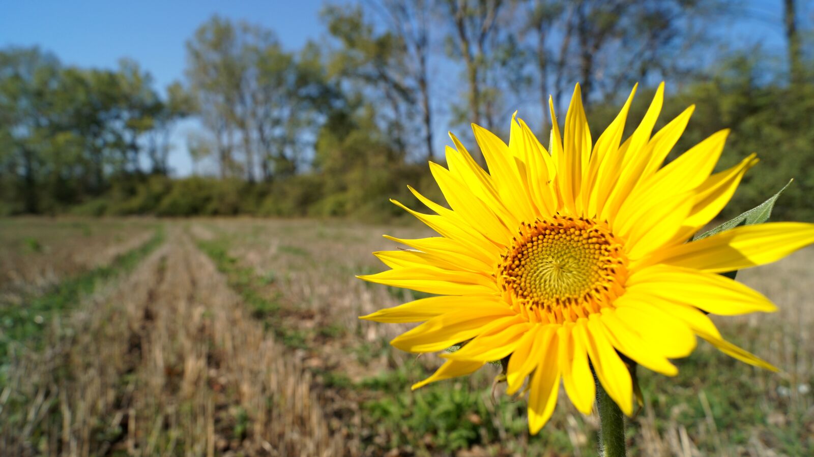 Sony DT 18-55mm F3.5-5.6 SAM II sample photo. Sunflower, field, country photography