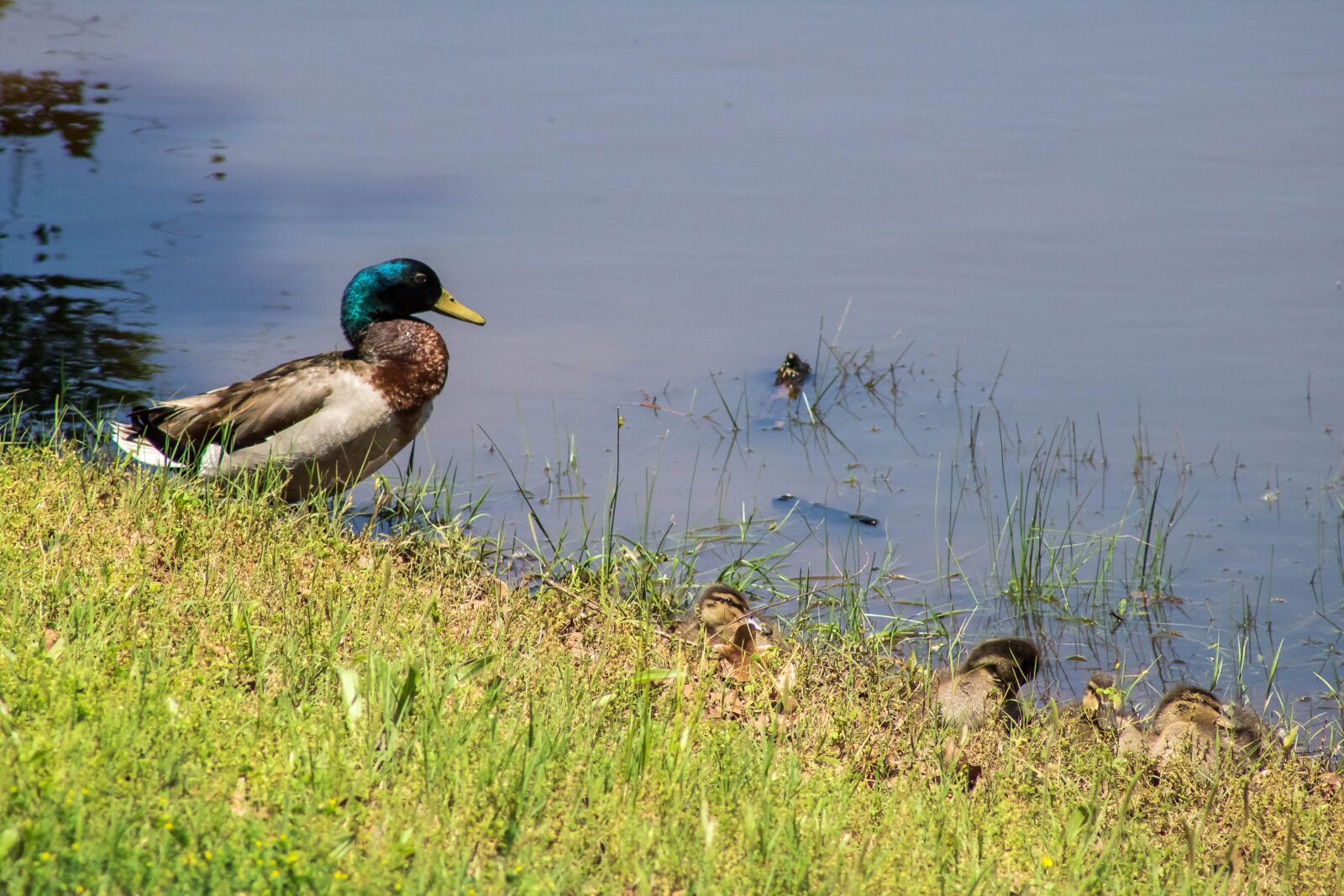 Canon EOS 750D (EOS Rebel T6i / EOS Kiss X8i) sample photo. Duck, pond, bird photography