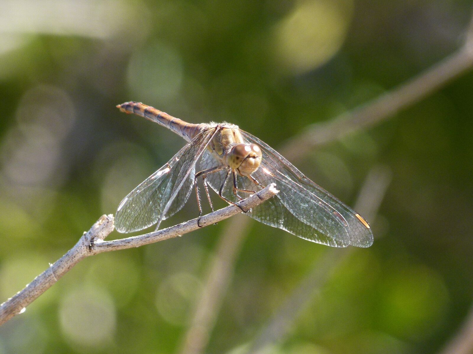 Leica V-Lux 2 sample photo. Dragonfly, yellow dragonfly, sympetrum photography