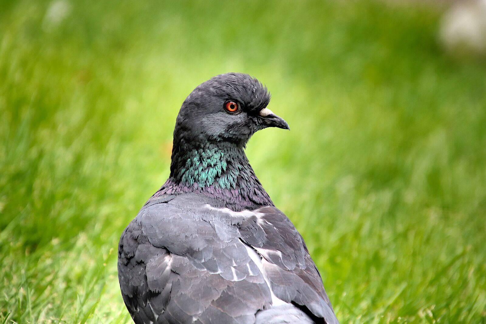 Canon EOS 800D (EOS Rebel T7i / EOS Kiss X9i) sample photo. Pigeon, birds, animals photography