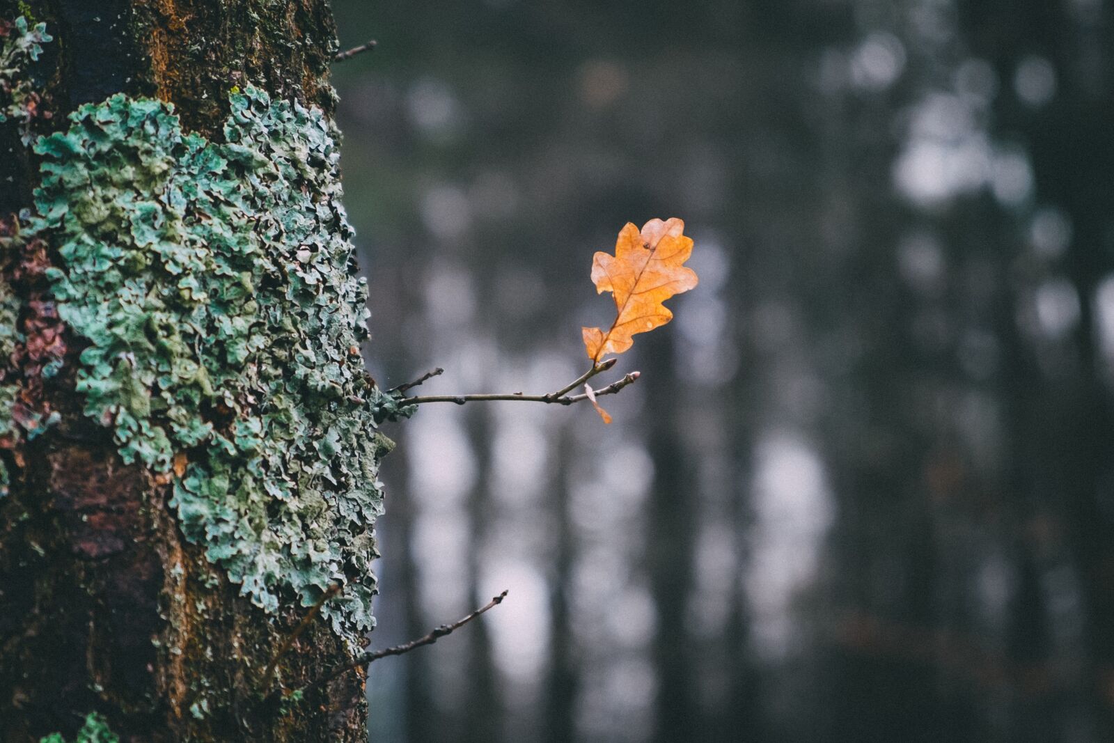 Fujifilm X-T1 sample photo. Autumn, leaf, nature photography