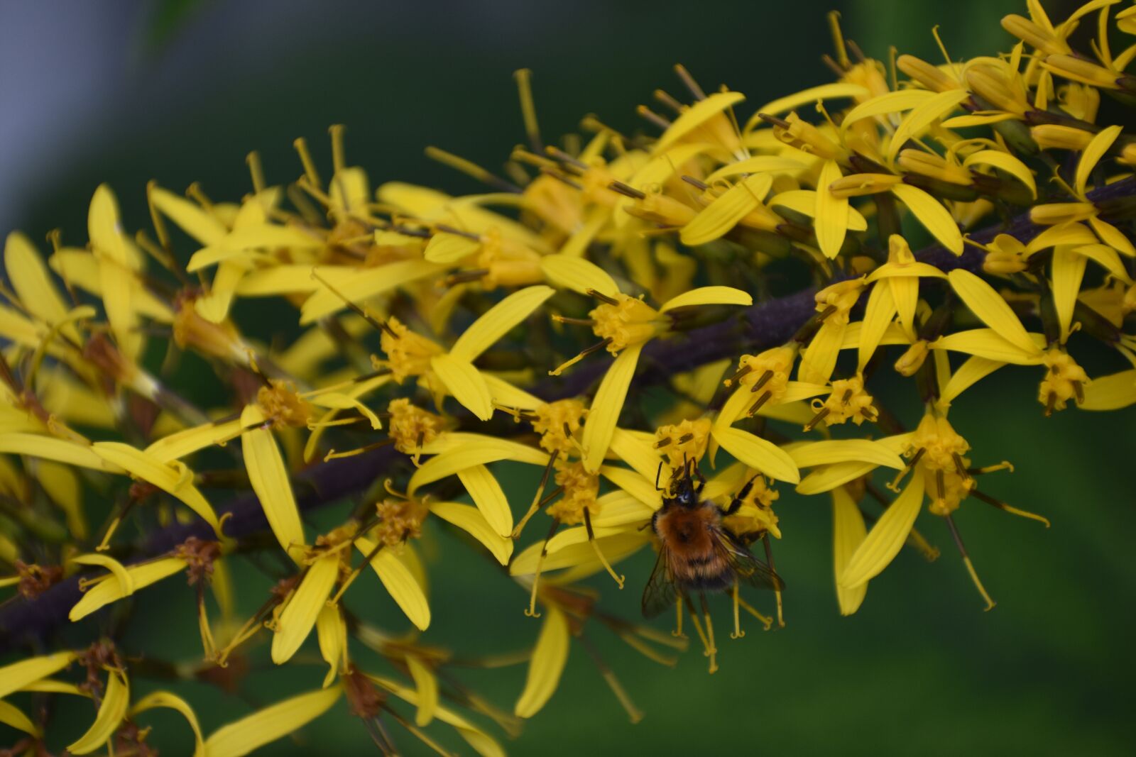 Nikon D3400 sample photo. Flower, yellow, garden photography