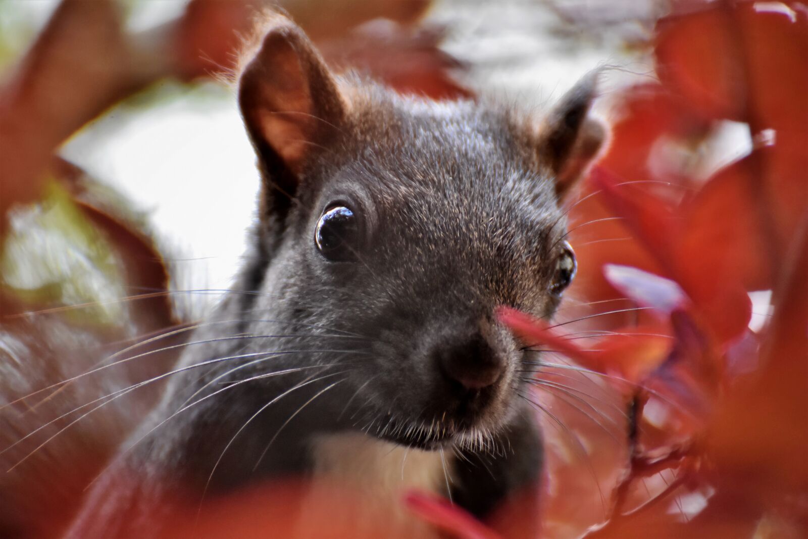 Nikon D7200 sample photo. Squirrel, verifiable kitten, rodent photography