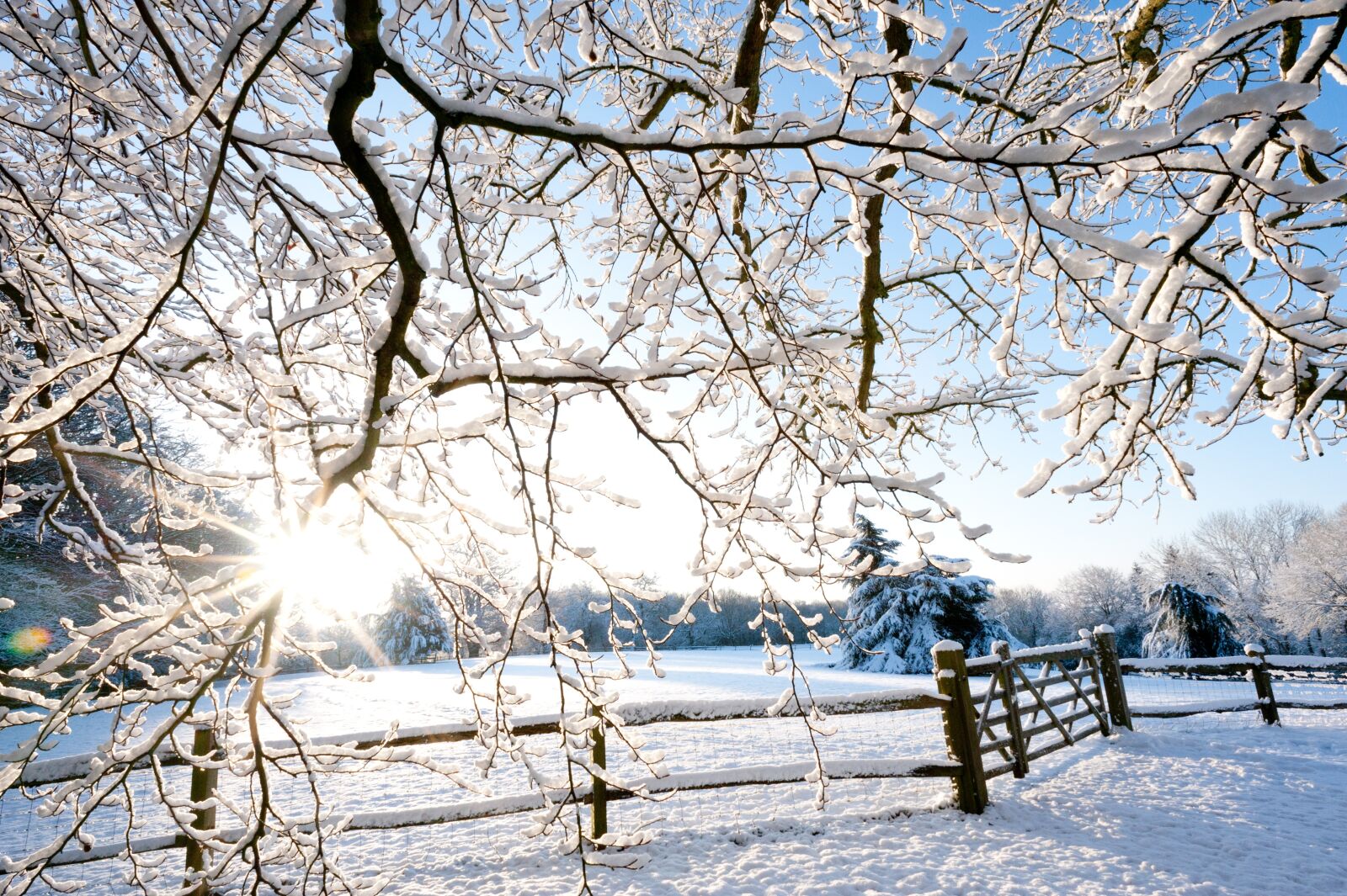 Nikon D700 sample photo. Winter, snow, bright photography