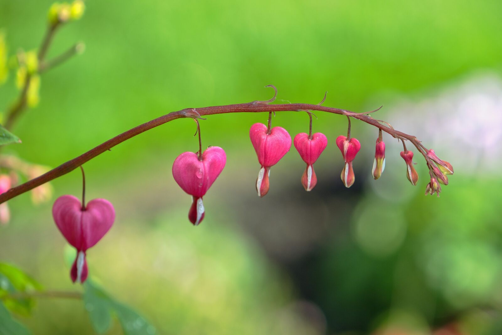 Nikon D5600 sample photo. Bleeding heart, plant, flower photography