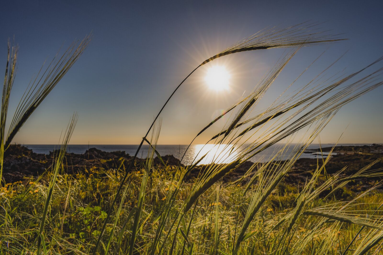 Nikon D3300 sample photo. Cereal, wheat, rural photography