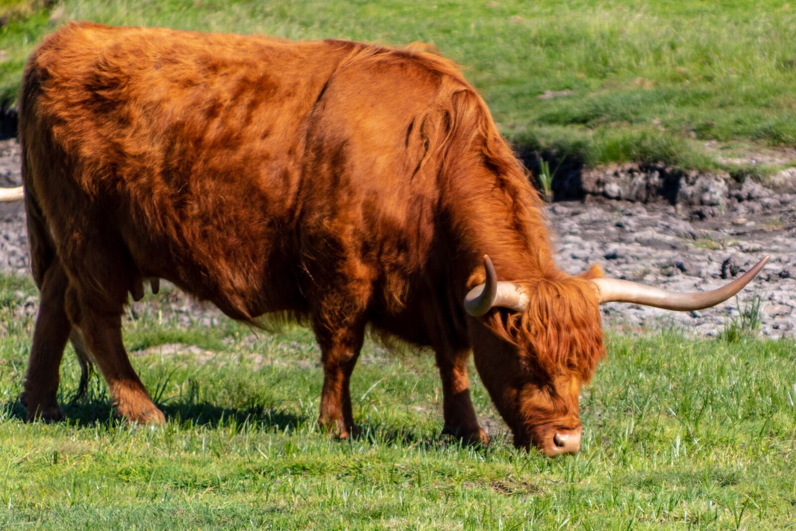 Canon EOS 750D (EOS Rebel T6i / EOS Kiss X8i) + Canon TS-E 90mm F2.8 Tilt-Shift sample photo. Highland cattle, scottish, mother's photography