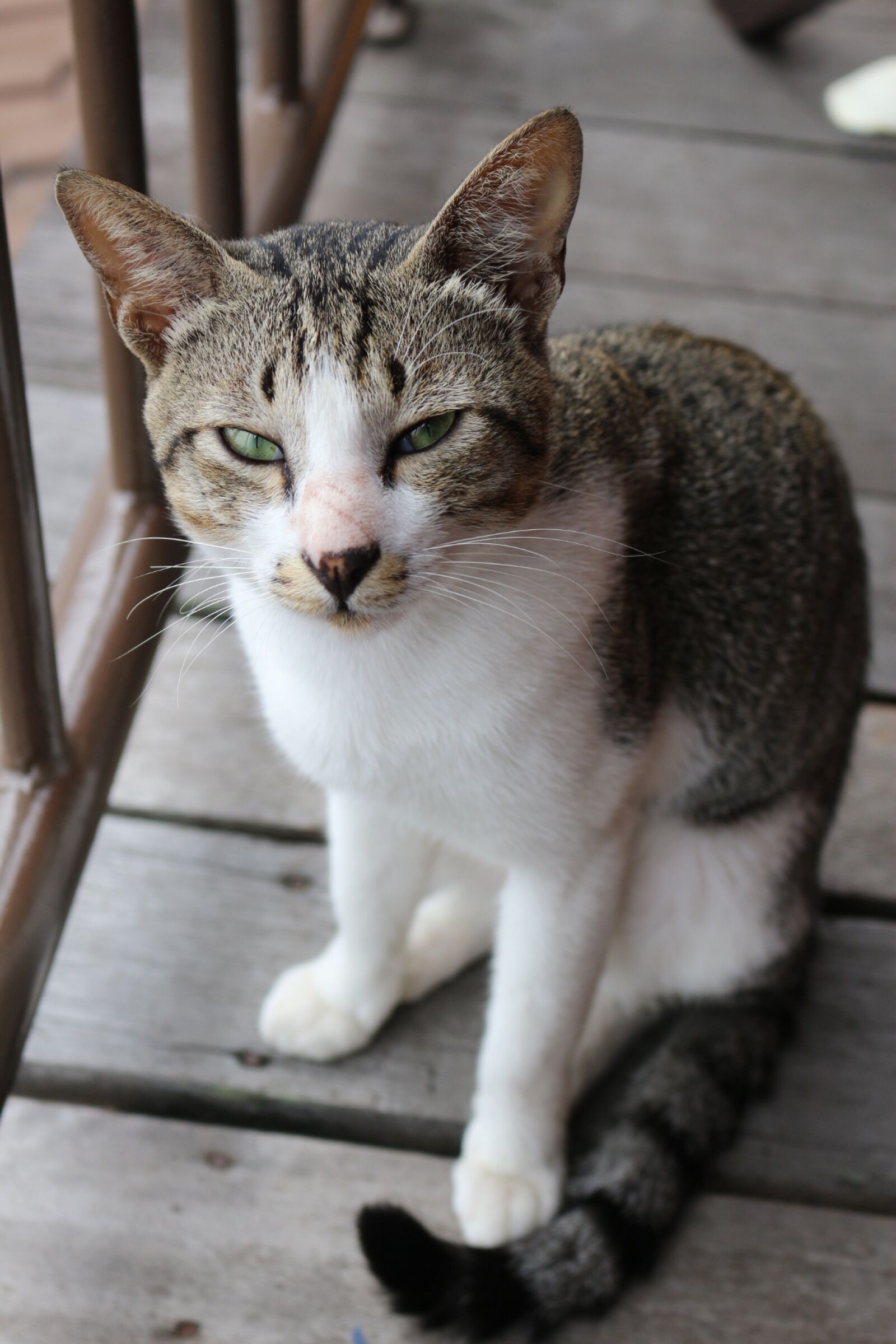 Canon EOS 100D (EOS Rebel SL1 / EOS Kiss X7) sample photo. Cat, wood, cute photography