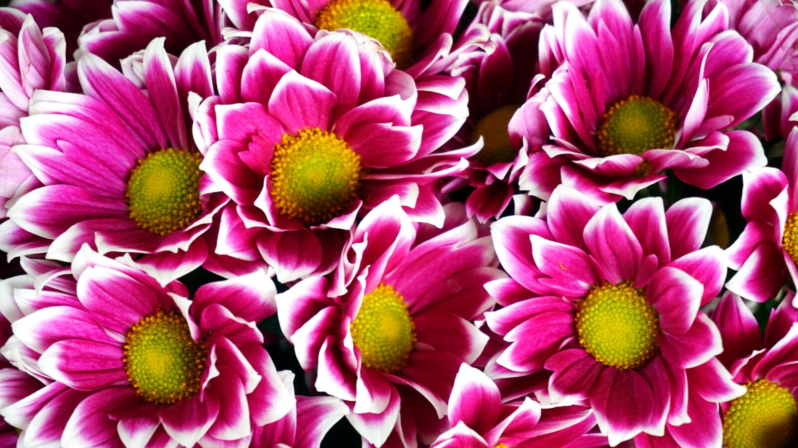 Sony E 16-50mm F3.5-5.6 PZ OSS sample photo. Flower, blossom, bloom photography